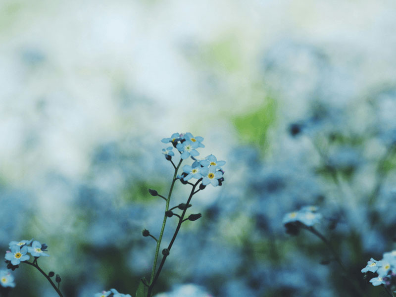 Wild blue flowers